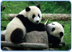 Резерваты гигантской панды в провинции Сычуань охраняются ЮНЕСКО